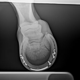 Dormed Hellas X-RAY Hoese